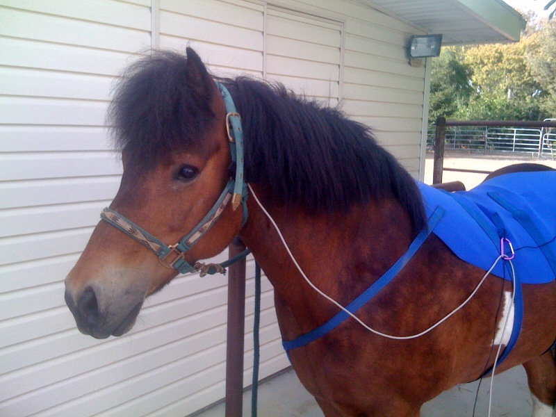 Blue Ribbon Horse Blanket BRAB